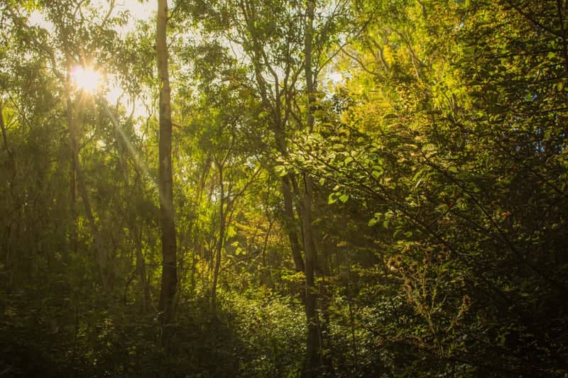 Mount Barker Woodland - Image 1