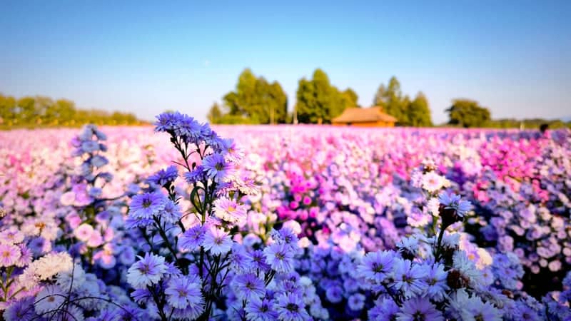 Singha Park Flower Fields - Image 1