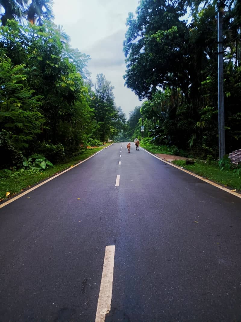 Sonapur Countryside Road - Image 1