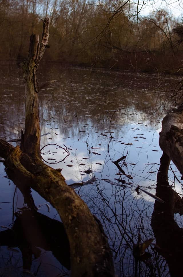 Pulverweiden Wetlands - Image 1