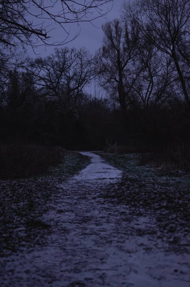 Pulverweiden Woodland Path - Image 1