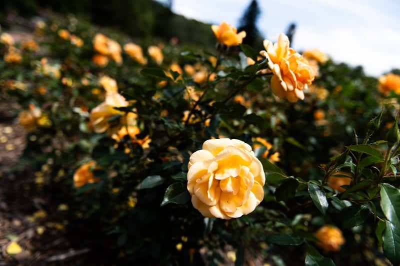 Biltmore Rose Garden - Image 1