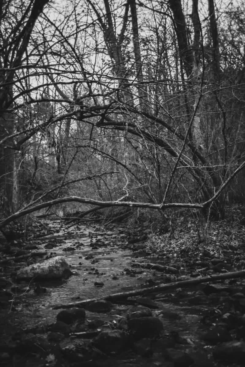 Grand Ravines Wooded Creek - Image 1