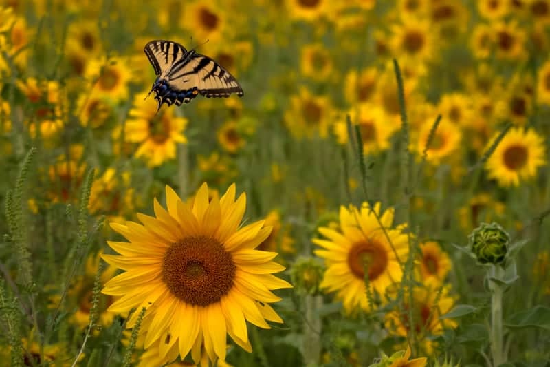 Flushing Sunflower Garden - Image 1