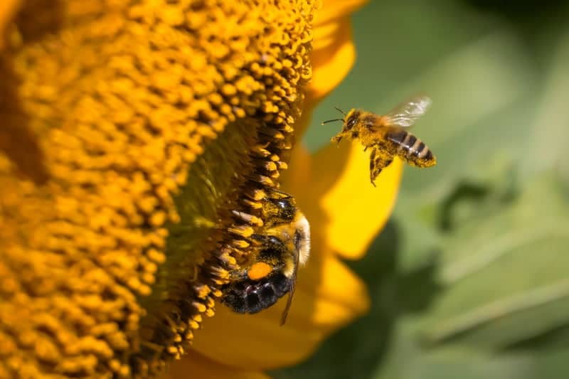 Freeland Sunflower Fields - Image 1