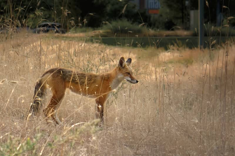 Sandy Foothills Wildlife Spot - Image 1
