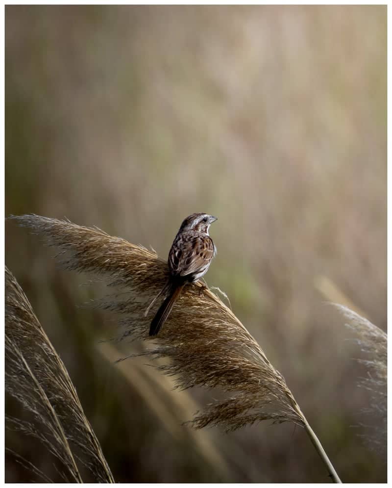 Detroit River International Wildlife Refuge - Image 1