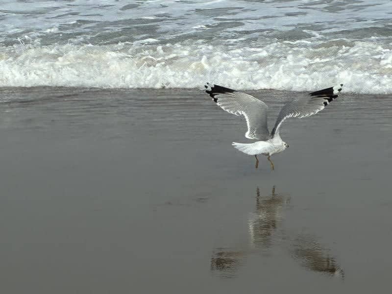 Rehoboth Beach - Image 1