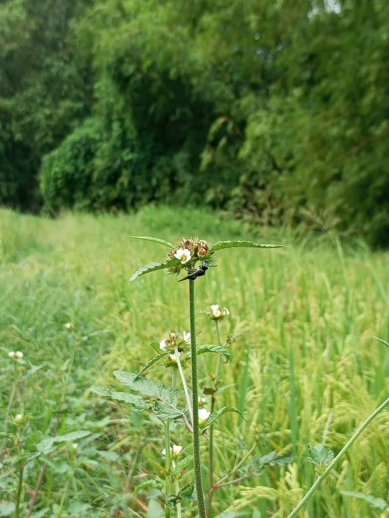 Pasuruan Rural Fields - Image 1