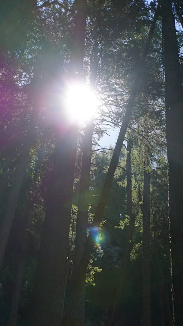 Berchtesgaden National Park Forest - Image 1