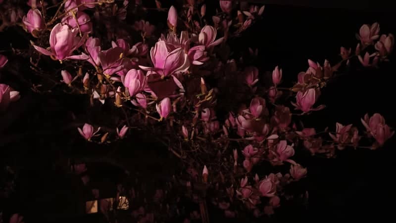 Magnolia Blossoms of Portogruaro - Image 1