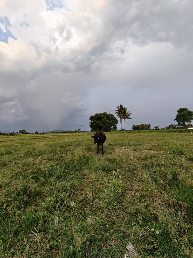 Madurai Rural Farmlands - Image 1