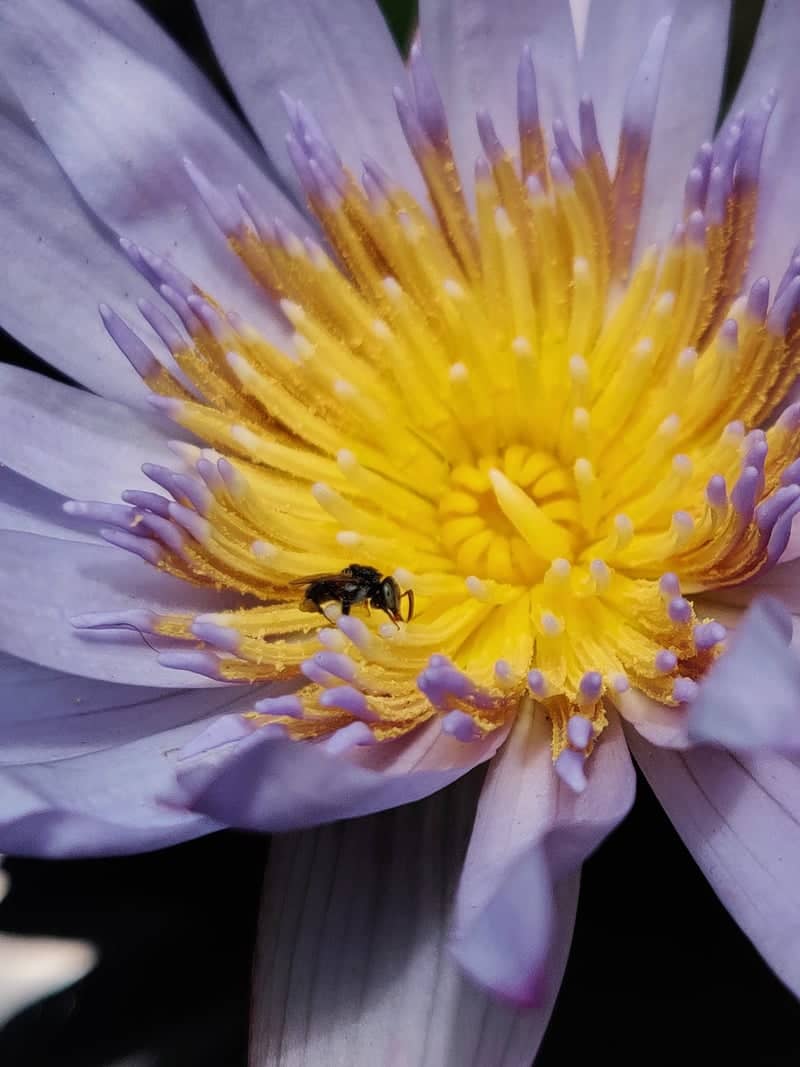 Coimbatore Water Lily Pond - Image 1