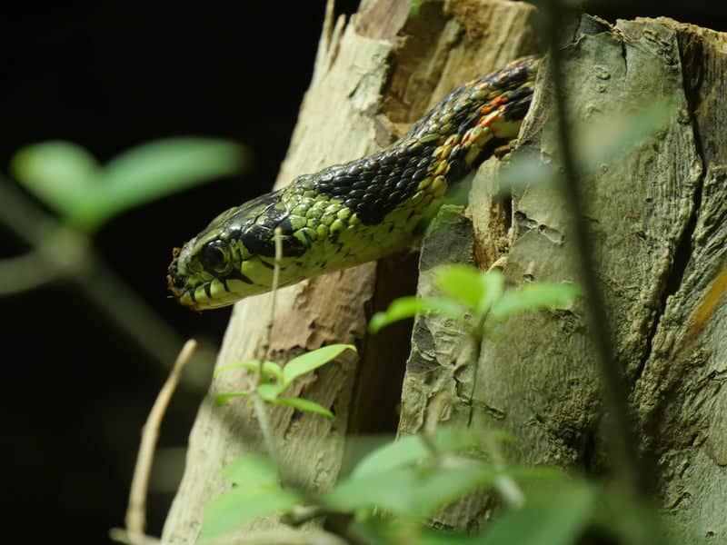 Tama Zoological Park - Image 1