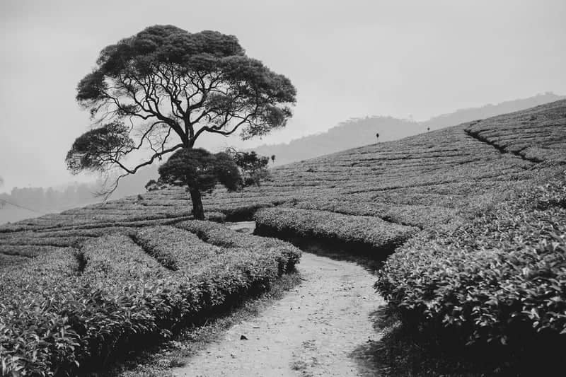 Rancabali Tea Plantation - Image 1