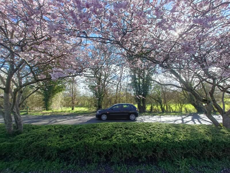 Blossom Road in Argentan - Image 1
