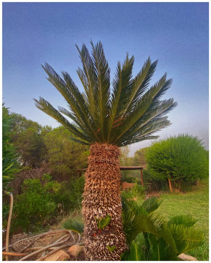 Pula Garden Flora - Image 1