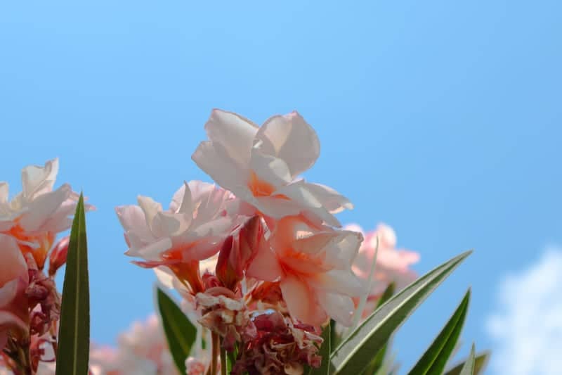 Foligno Garden Blooms - Image 1
