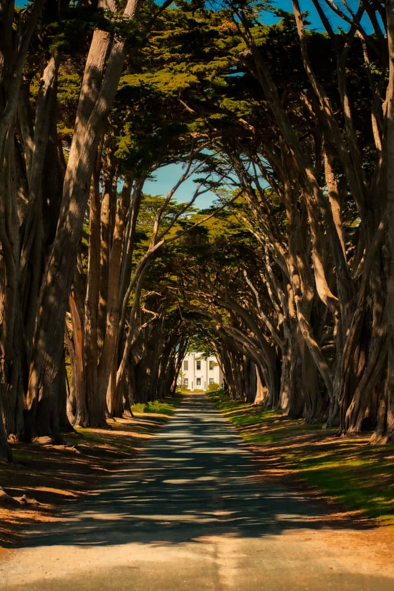 Cypress Tree Tunnel - Image 1