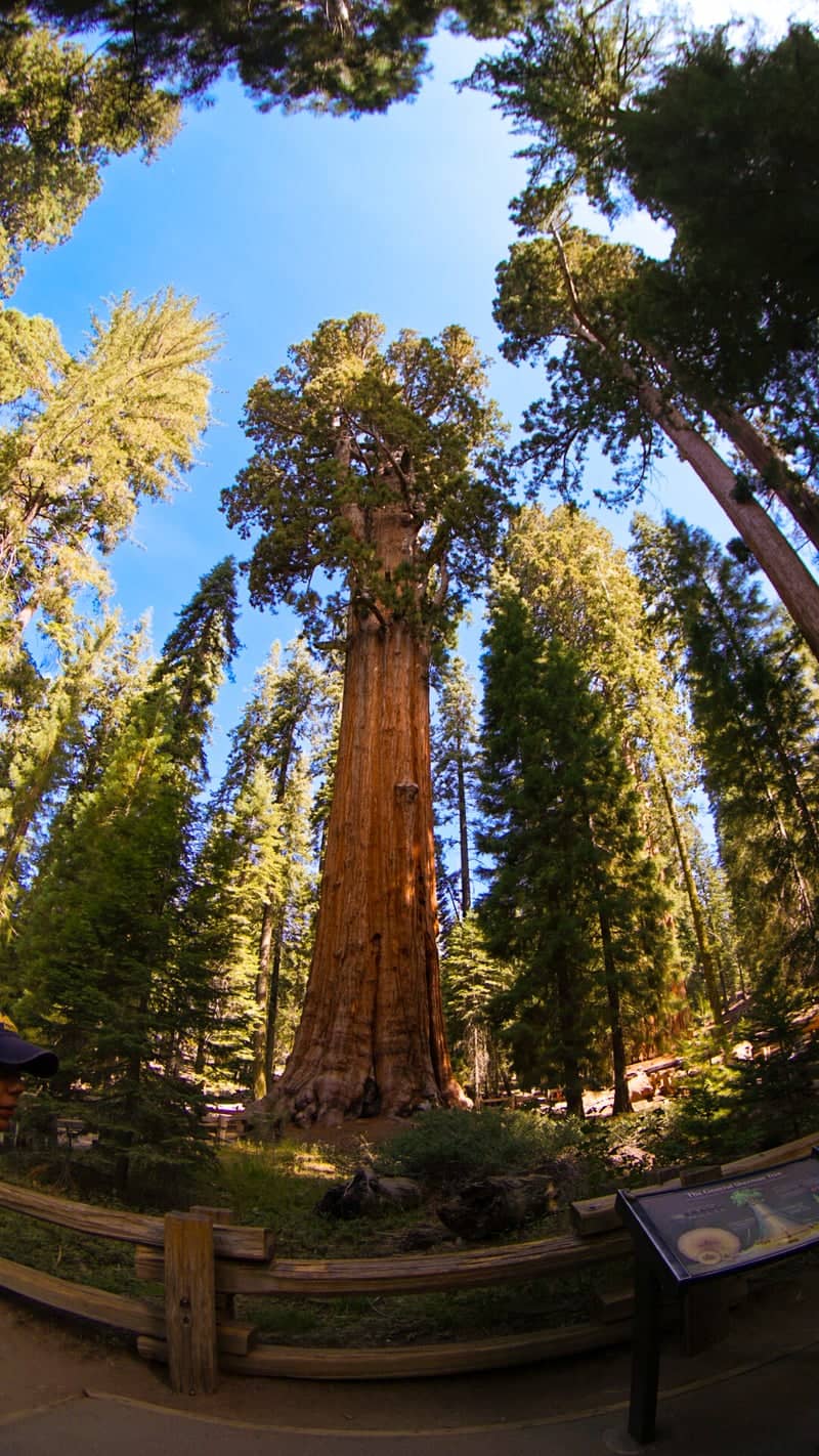 Sentinel Tree, Sequoia National Park - Image 1