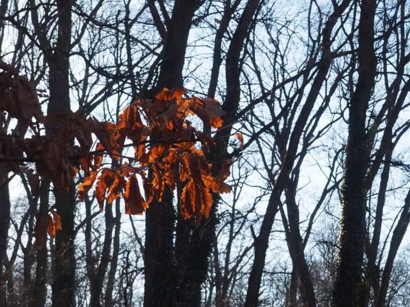 Dealul Mic Forest - Image 1