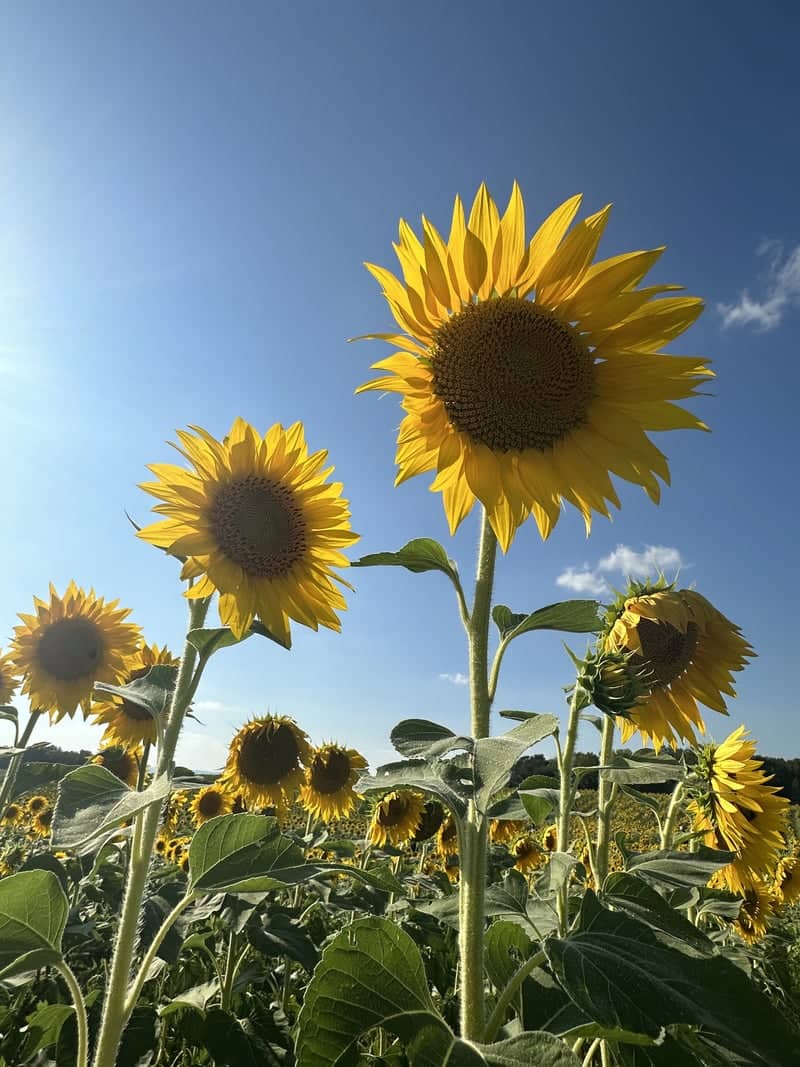 Lesher Poultry Farm Sunflower Fields - Image 1