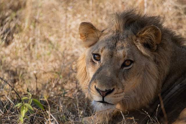 Kruger National Park