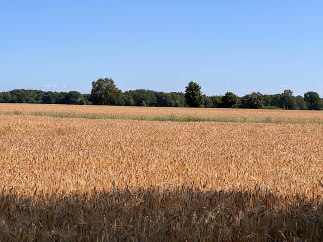 Schneverdingen Farmland - Image 1