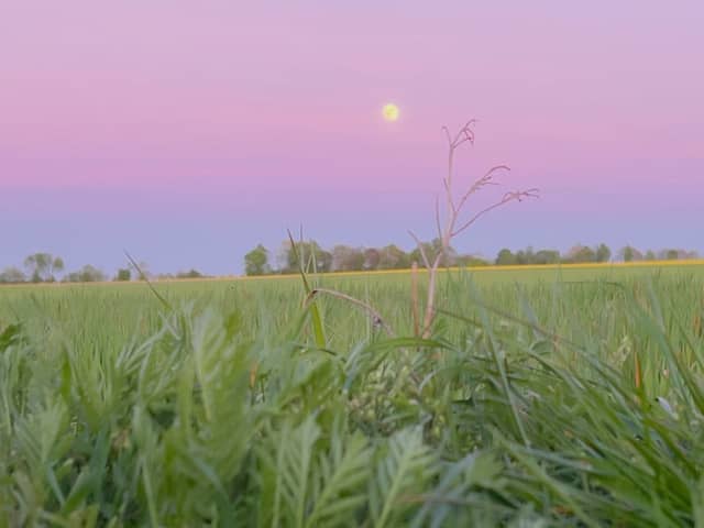 Schneverdingen Rural Meadows - Image 1