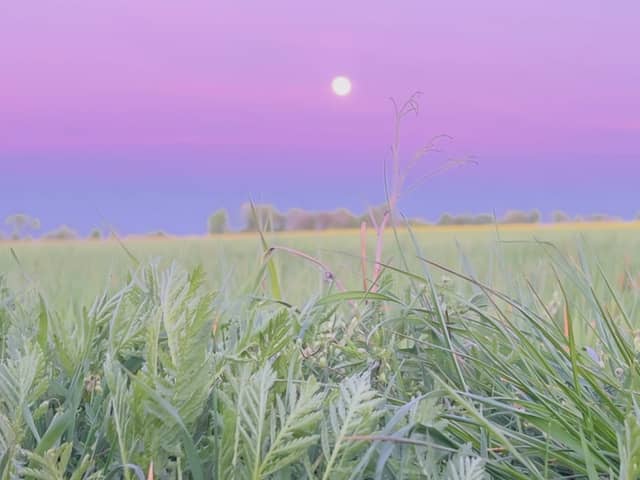Schneverdingen Rural Fields - Image 1