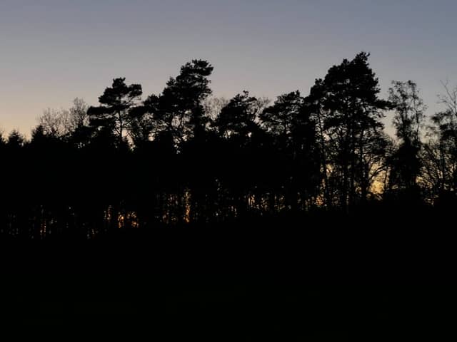 Lüneburg Heath Forest Silhouette - Image 1