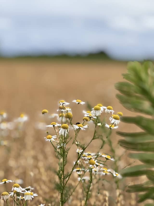 Schneverdingen Wildflower Fields - Image 1