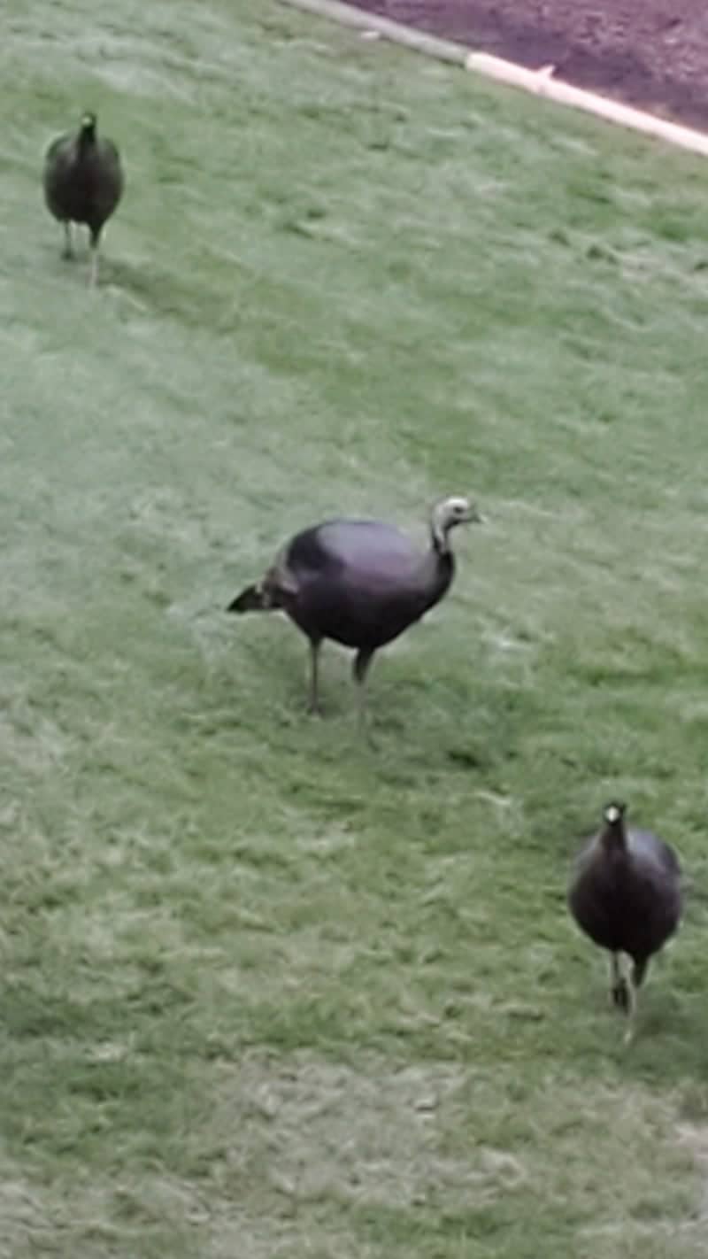Norton Shores Wildlife - Image 1
