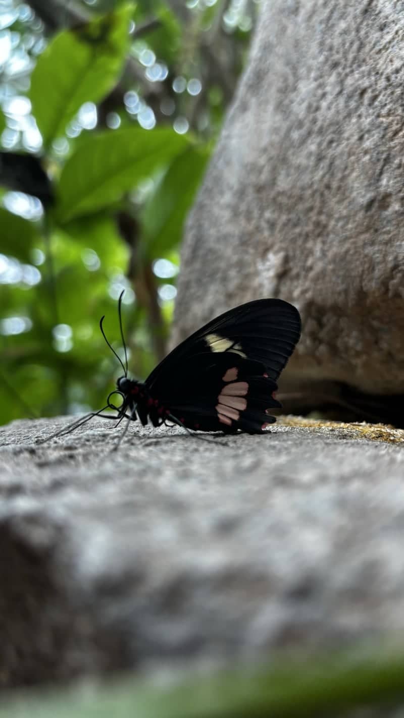 Tennessee Aquarium Butterfly Garden - Image 1