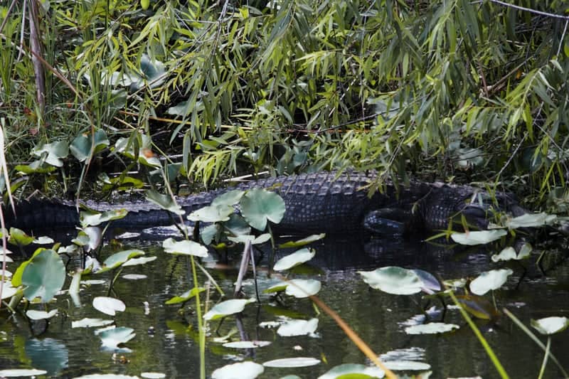 Big Cypress National Preserve - Image 1