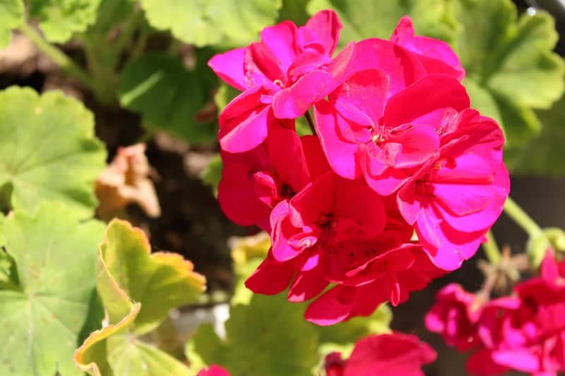 Downtown Ventura Main Street Garden - Image 1