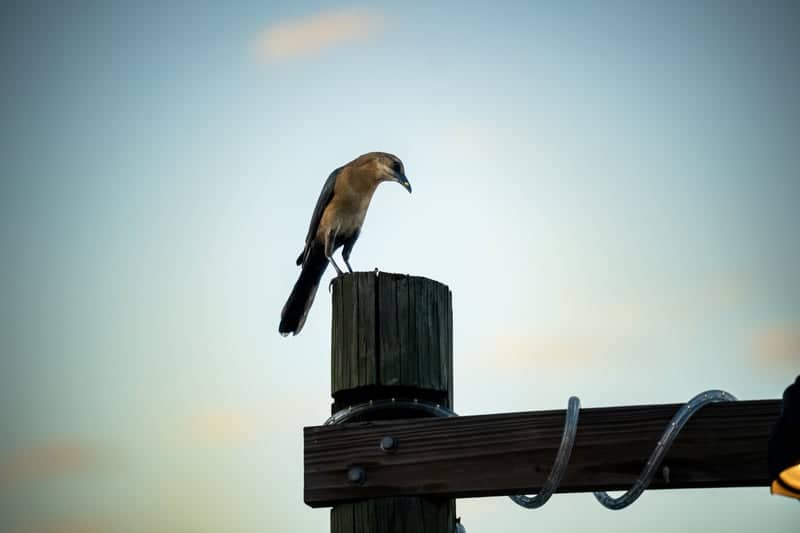 Ponce de Leon Park - Image 1