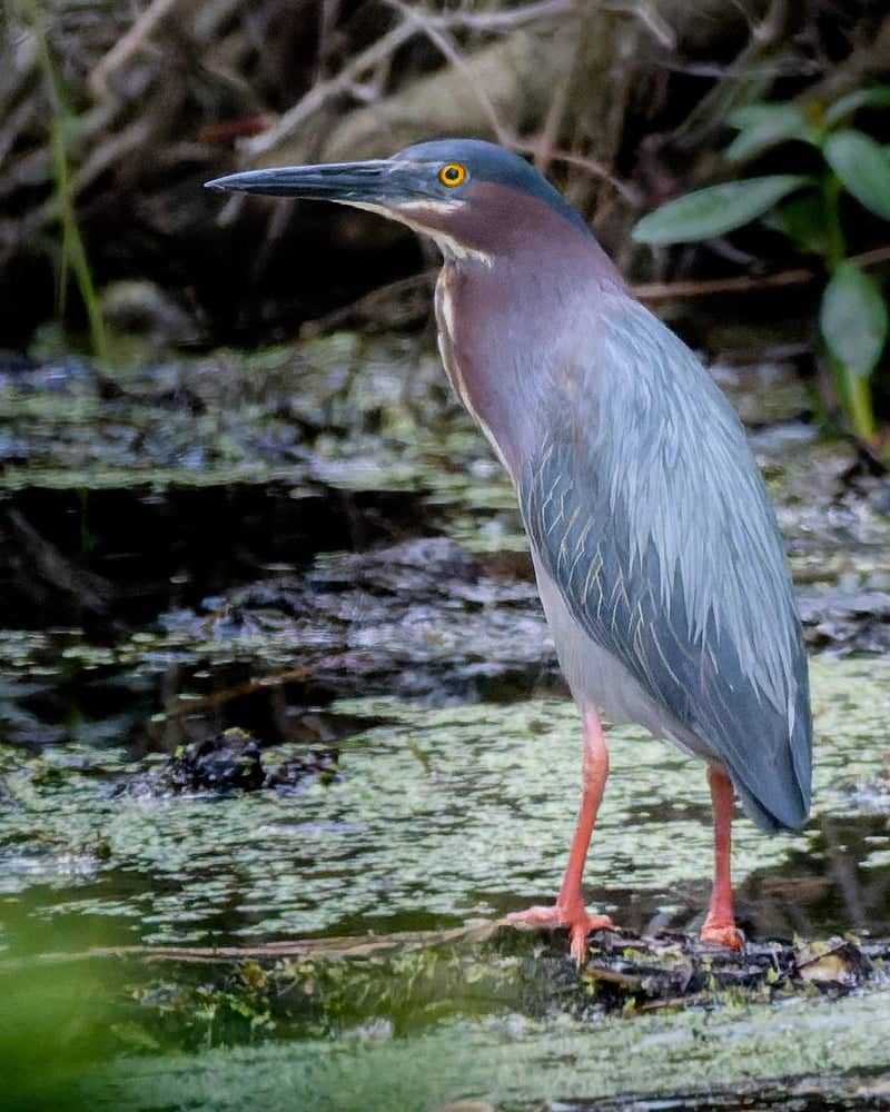 Savannah Coastal Marshlands - Image 1