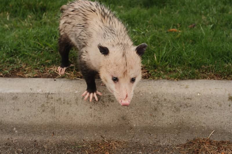 Rogers Suburban Wildlife Spot - Image 1