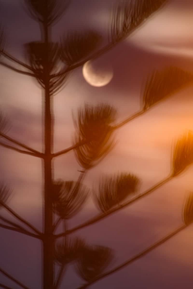 Casablanca Sunset Pine Silhouette - Image 1