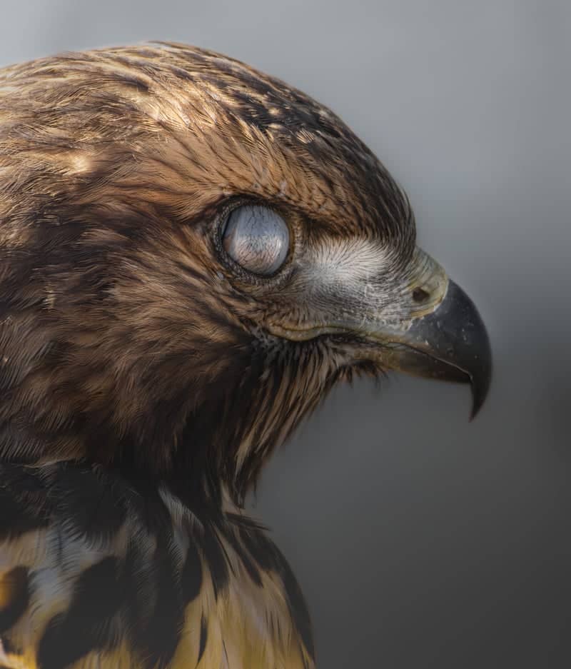 Bear Lake Wildlife Overlook - Image 1
