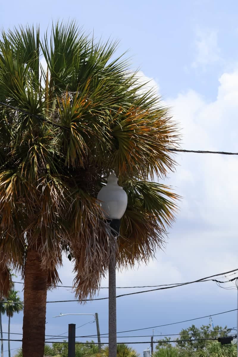 John's Pass Coastal Streetscape - Image 1