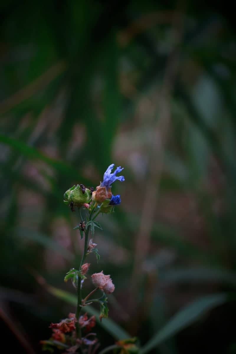 San Leo Countryside Flora - Image 1