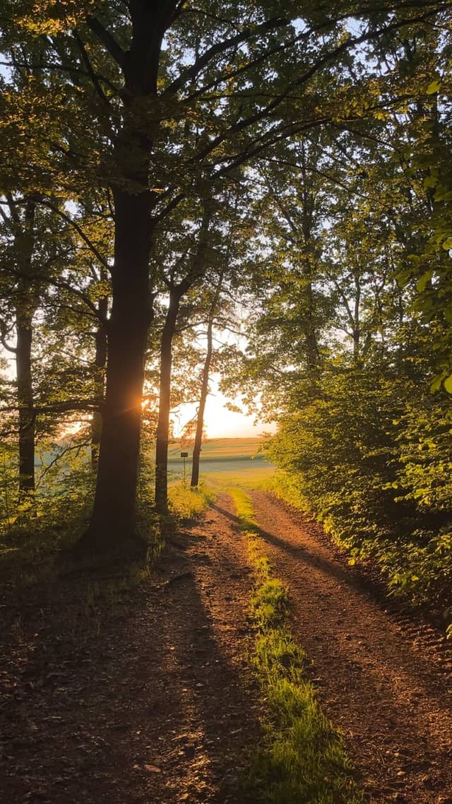 Weberberg Woodland Trail - Image 1