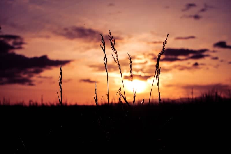West Eugene Wetlands Sunset - Image 1