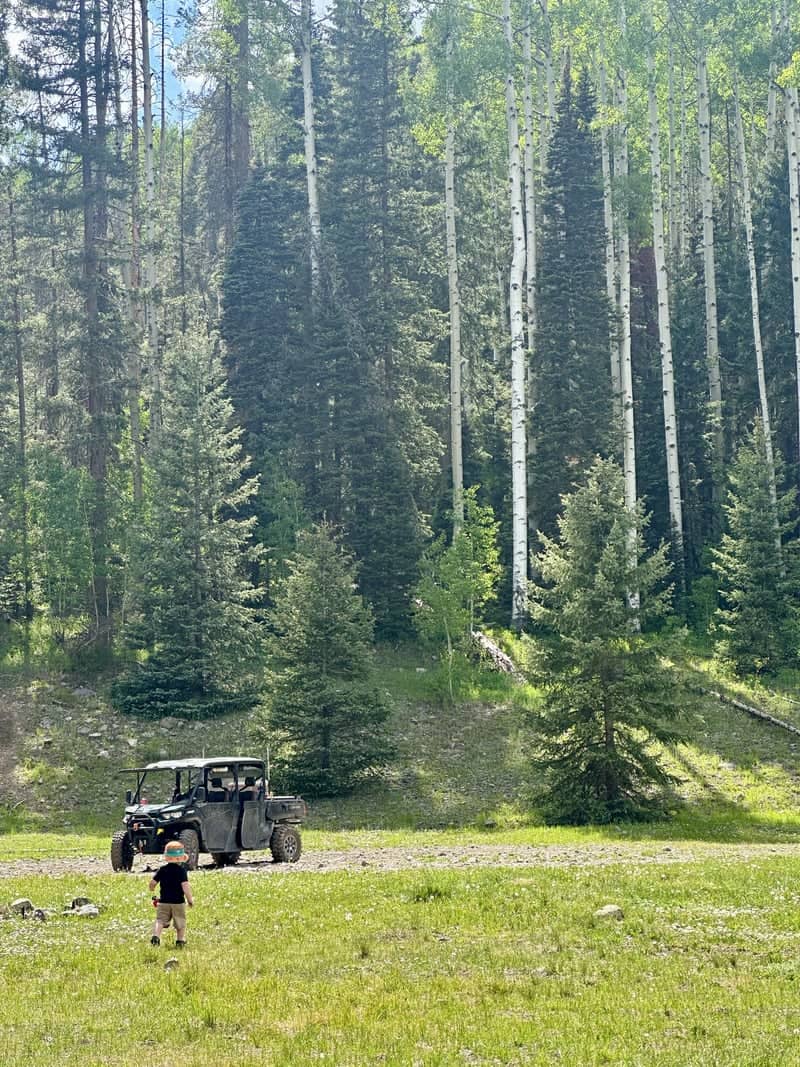 San Juan National Forest Aspen Grove - Image 1