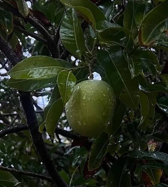 Al Shahama Fruit Garden - Image 1