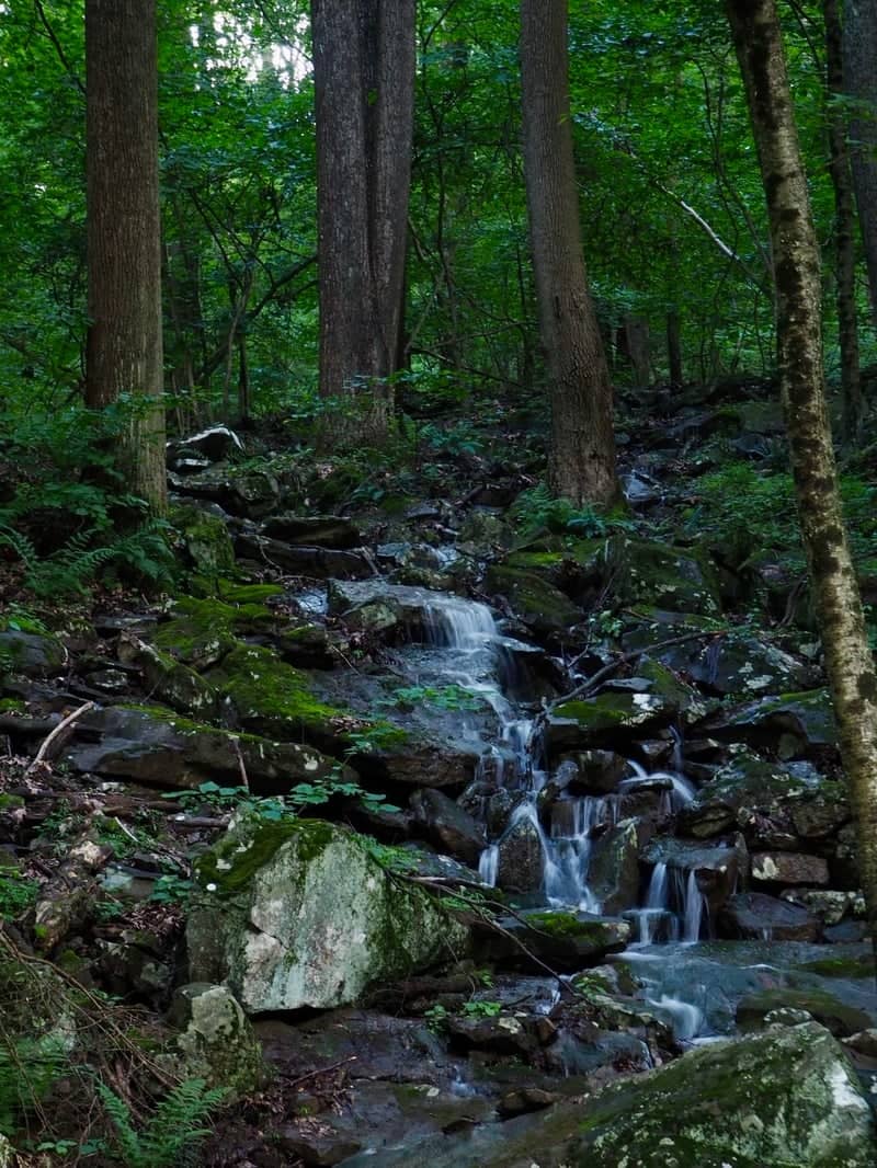Linn Run Forest Cascade - Image 1