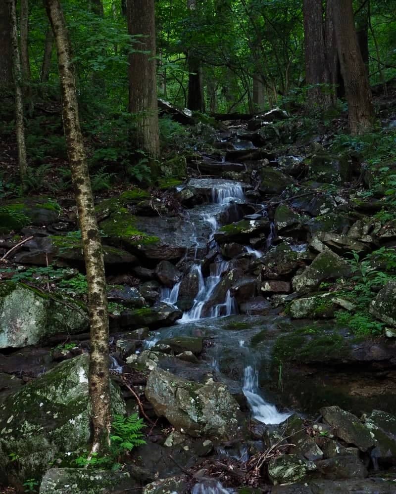 Linn Run Forest Stream - Image 1