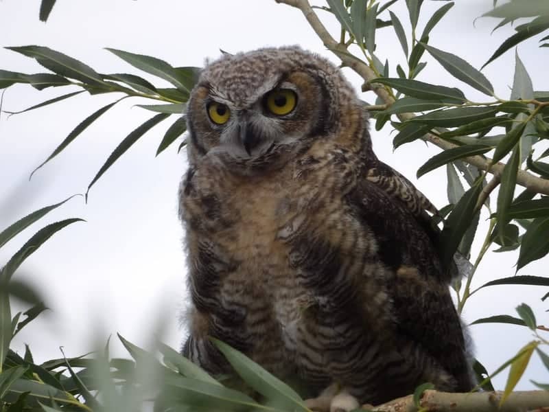 Antonito Wildlife Spot - Image 1